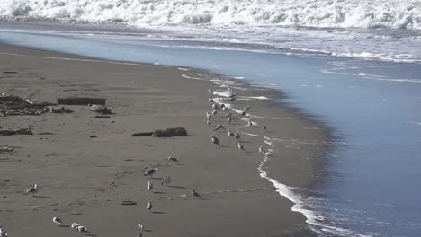 California-Salmon-Creek-Birds-By-Waves-On-Beach