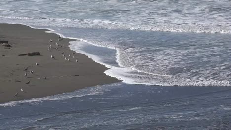 California-Salmon-Creek-Birds-Run-From-Waves-On-Beach