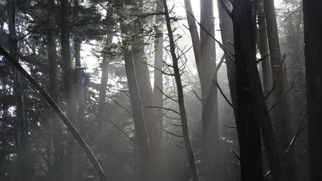 Kalifornische-Wälder-Mit-Sonnenlicht