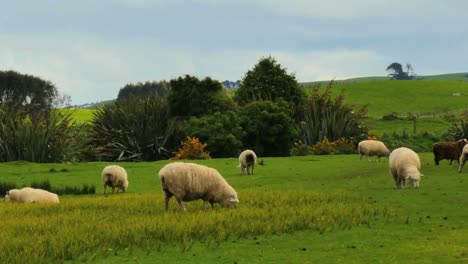 New-Zealand-Catlins-Sheep-Eating-Grass-Pan
