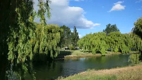 New-Zealand-Lake-Dunstan-Willow-Trees