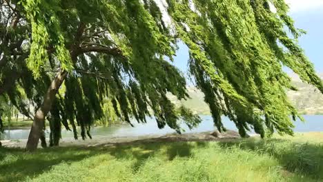 New-Zealand-Lake-Dunstan-Willows