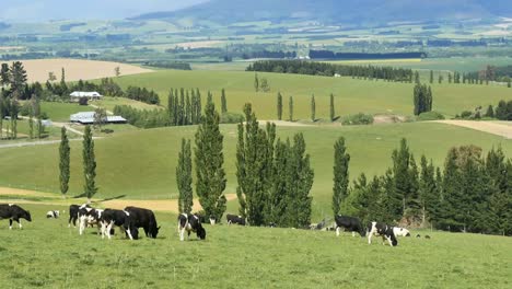 Neuseeland-Landschaft-Mackenzie-District-Rinderzie