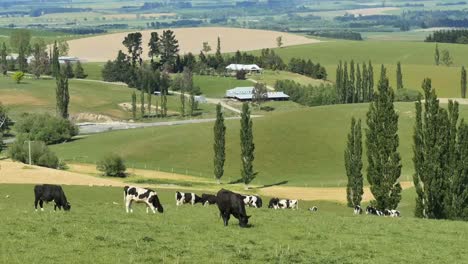 Neuseeländische-Landschaft-Und-Schwarz-weiße-Rinderpfanne
