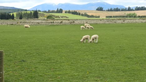 Nueva-Zelanda-Corderos-Comiendo-Hierba-Verde