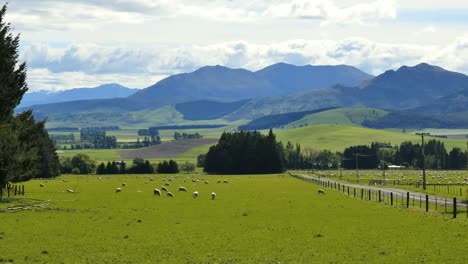 New-Zealand-Landscape-With-Sheep-Grazing