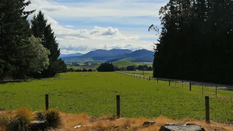 New-Zealand-Landscape-With-Sheep
