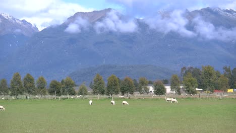 Nueva-Zelanda-Ovejas-Pastando-En-Pastos-Verdes