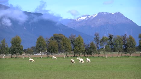 Neuseeland-Schaf-Weiden-Mit-Bergen