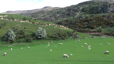 New-Zealand-Sheep-In-Green-Landscape