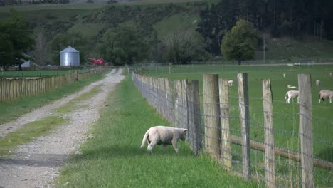New-Zealand-Sheep-Lamb-By-Fence-Turns-To-Lane