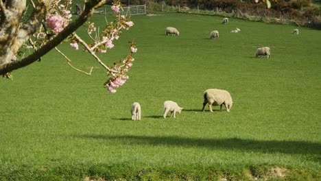 New-Zealand-Sheep-With-Little-Lambs