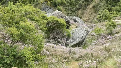 New-Zealand-Stones-And-Flowers-Near-Kawarau-Bridge-Pan