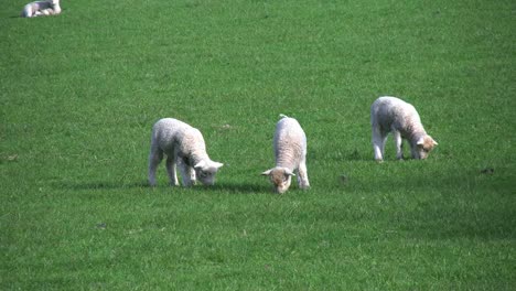 Neuseeland-Drei-Lämmer-Und-Schafe