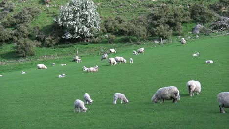 New-Zealand-Three-Lambs-In-Landscape