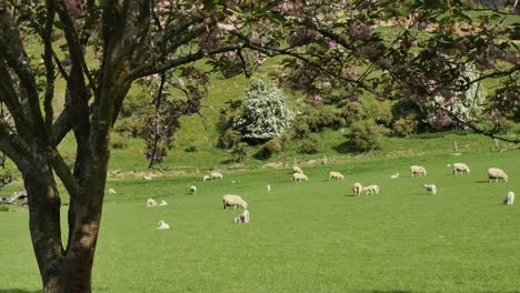 Neuseeland-Baum-Umrahmt-Schafe