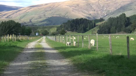 Neuseeland-Zoomt-Die-Spur-Entlang,-Vorbei-An-Schafen-Auf-Der-Farm