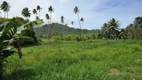 Rarotonga-Banana-Plantation-In-Distance-With-Palms-And-Hills