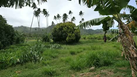 Rarotonga-Bananas-And-Taro-And-Palms