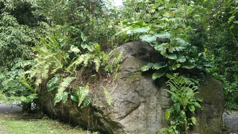 Rarotonga-Rock-With-Ferns
