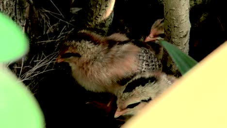 Rarotongo-Baby-Chicks-Behind-Yellow-Leaves