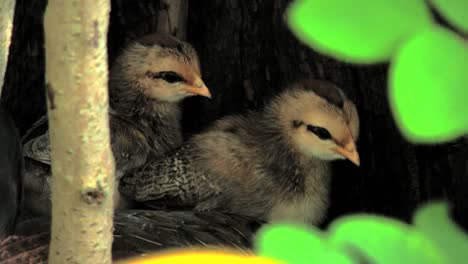 Rarotongo-Baby-Chicks-In-Hiding-Place