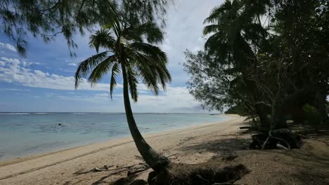 Rarotongo-Curved-Palm-Tree-By-Beach