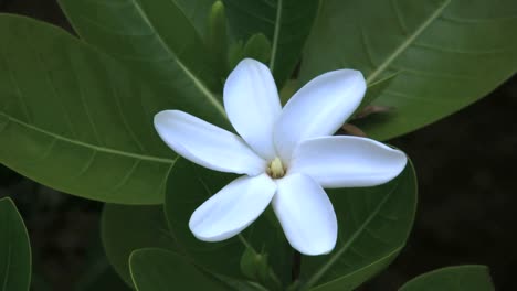 Rarotongo-White-Flower-With-Ant