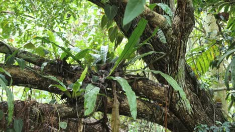 Vanuatu-Fern-Grows-On-Tree