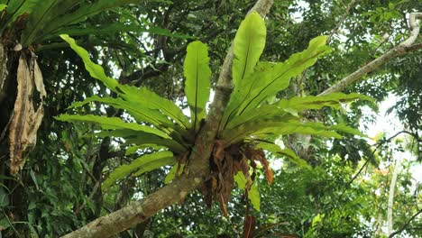 Vanuatu-Fern-On-Tree-Branch