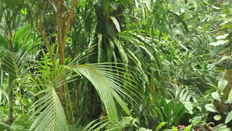 Vanuatu-Palms-And-Ferns