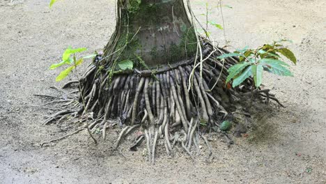 árbol-De-Vanuatu-Con-Múltiples-Raíces