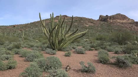 Arizona-Organ-Pipe-Cactus-Zoom-In