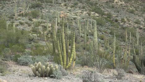 Arizona-Organ-Pipe-And-Saguaro-Cactus