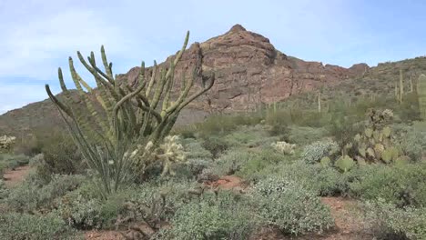 Arizona-Organ-Pipe-Desert-Landscape