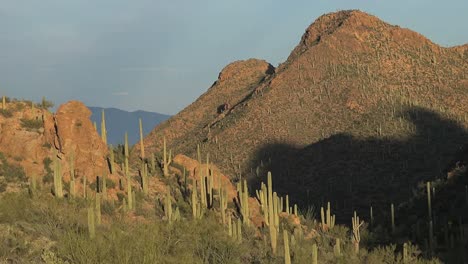 Arizona-Tucson-Montaña-Colina-Con-Saguaros-Pan