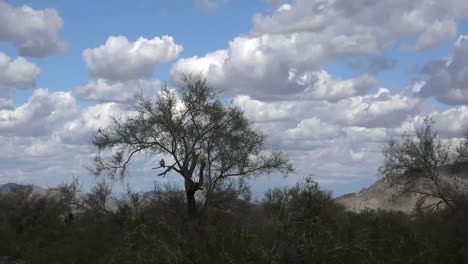 Arizona-Desert-Landscape-Zooms