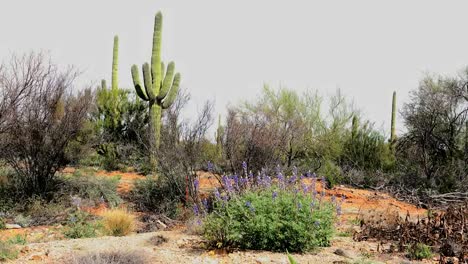 Arizona-Wüstenblick-Und-Saguaro
