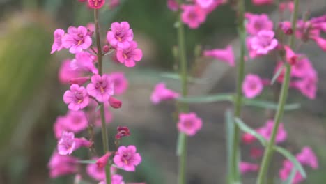Arizona-Hummingbird-And-Flowers