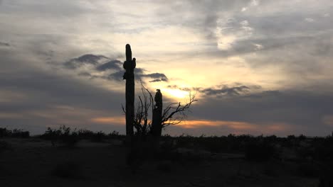 Arizona-Am-Späten-Abend-Kaktus-Und-Strauch