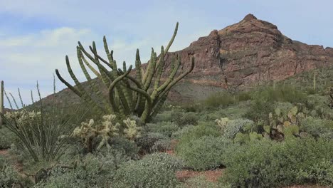 Arizona-Organ-Pipe-Cactus-And-Rugged-Mountain-Pan-And-Zoom