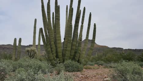 Arizona-Organ-Pipe-Cactus-Tilts-Up