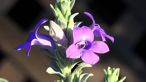 Arizona-Lila-Blume-Und-Dunkler-Hintergrund