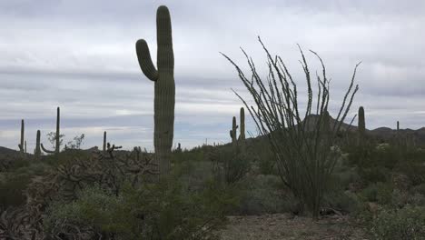 Cactus-Saguaro-De-Arizona-Con-Ocotillo