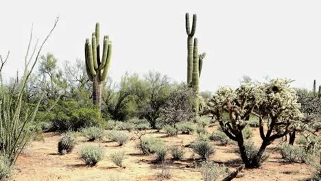 Arizona-Zwei-Riesige-Saguaro-Kakteen