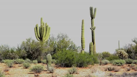 Arizona-View-Of-Desert-With-Saguaros