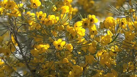 Flores-Amarillas-De-Arizona-En-El-Desierto