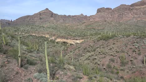 Arizona-Zoomt-Auf-Leichte-Felsen