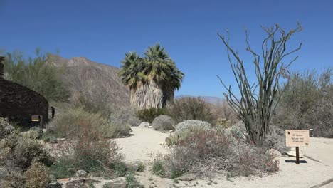 Kalifornien-Anza-Borrego-Wüstenpflanzen