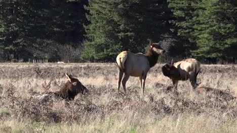 California-Elk-At-Prairie-Creek-State-Park-Zoom-In